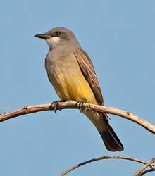 Cassin'S Kingbird Photo