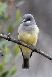 Cassin's Kingbird