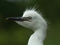 Cattle Egret Photo