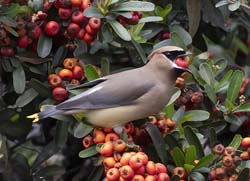 Cedar Waxwing