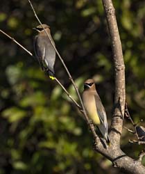 Cedar Waxwing
