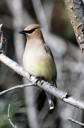 Cedar Waxwing Photo