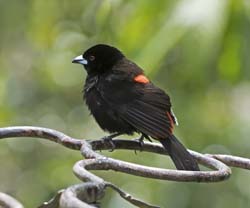 Cherrie's Tanager