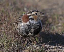 Chestnut-collared Longspur