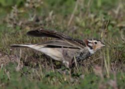 Chestnut-collared Longspur