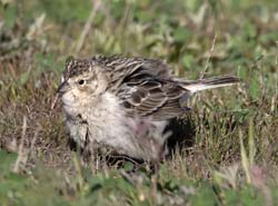 Chestnut-collared Longspur