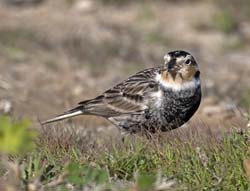 Chestnut-collared Longspur