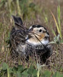 Chestnut-collared Longspur