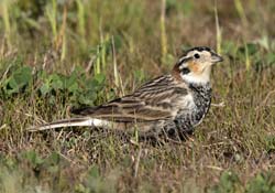 Chestnut-collared Longspur