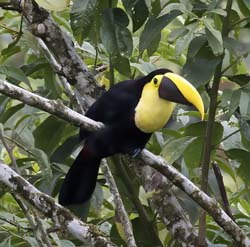 Chestnut-manadibled Toucan