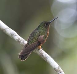 Chestnut-breasted Coronet Photo