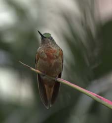 Chestnut-breasted Coronet Photo