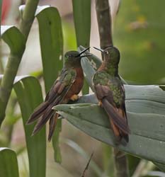 Chestnut-breasted Coronet Photo