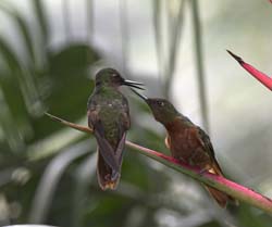 Chestnut-breasted Coronet Photo