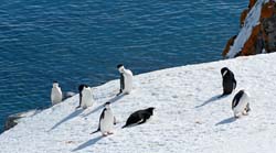 Chinstrap Penguin Photo
