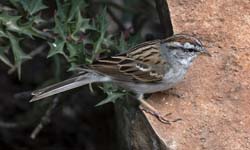 Chipping Sparrow