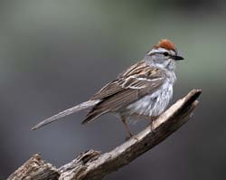 Chipping Sparrow