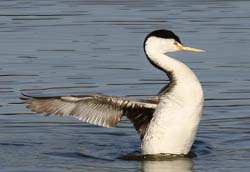 Clark's Grebe Photo
