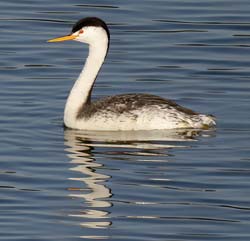 Clark's Grebe Photo