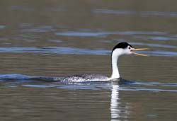 Clark's Grebe