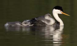 Clark's Grebe