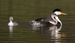 Clark's Grebe