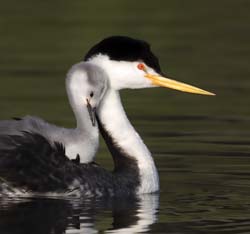 Clark's Grebe
