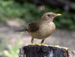 Clay-colored Thrush 