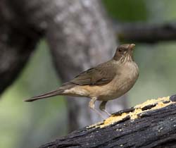 Clay-colored Thrush 