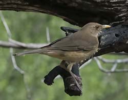 Clay-colored Thrush 