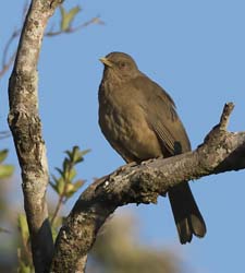 Clay-colored Thrush
