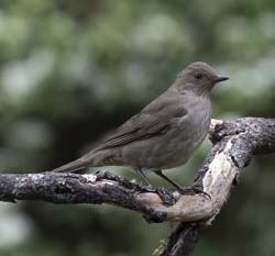 Clay-colored Thrush