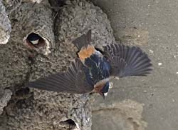 Cliff Swallow