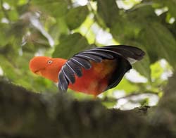 Cock of the Rock Photo