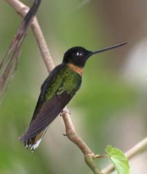 Collared Inca Photo