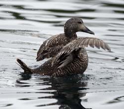 Common Eider