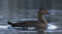 Common Eider