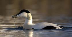 Common Eider