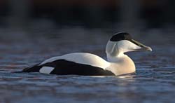 Common Eider