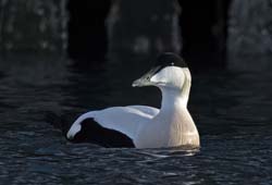 Common Eider