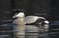 Common Eider