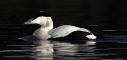 Common Eider