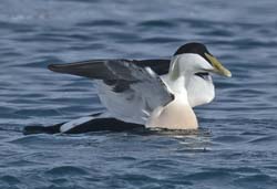 Common Eider