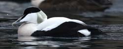 Common Eider