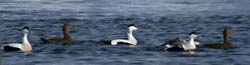 Common Eider