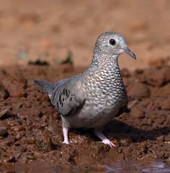 Common Ground-Dove Photo