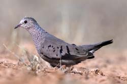 Common Ground-Dove Photo