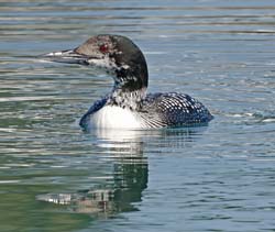 Common Loon Photo