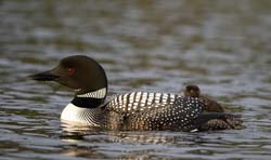 Common Loon Photo