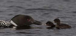 Common Loon Photo